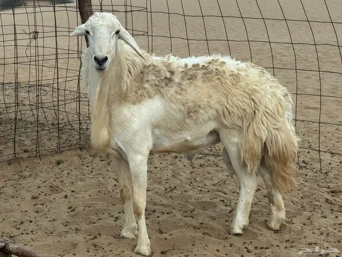 طليي حري مشروط 3