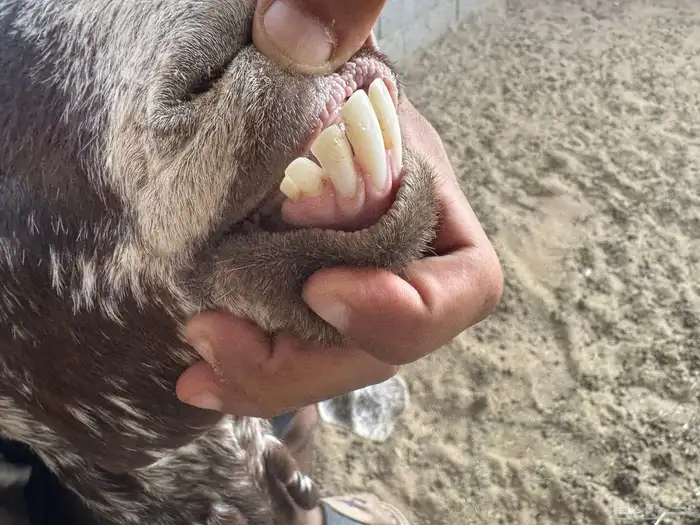 معزا منوه القاني كفوو 5