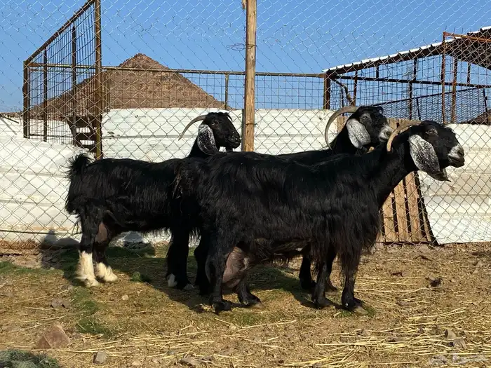 يامدورين الحليب معزا عارضيات حليب وافر شرط 15