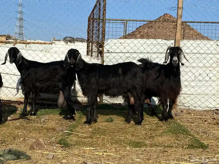 يامدورين الحليب معزا عارضيات حليب وافر شرط 1