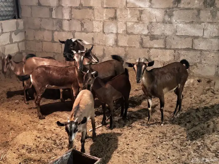 معزا هجين وعل 5