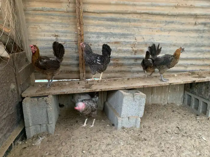 للبيع دجاج 2