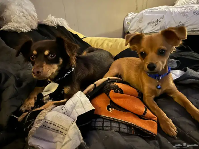 كلاب شيواوا للتبني ( برسوم ) 2