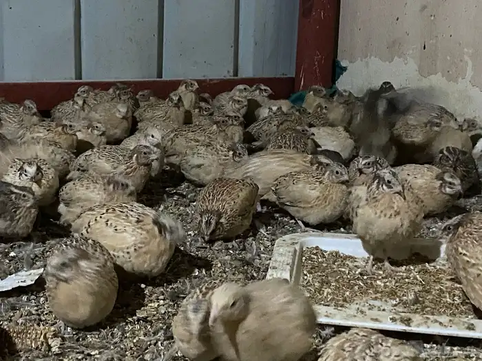 سمان  او فري ذكور _ العمر43 يوم جاهزة للتربيية والذبح 3