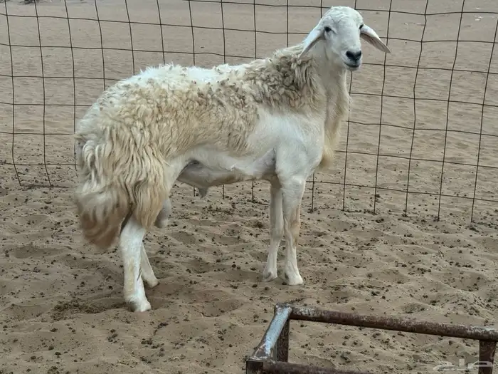 طليي حري مشروط 1