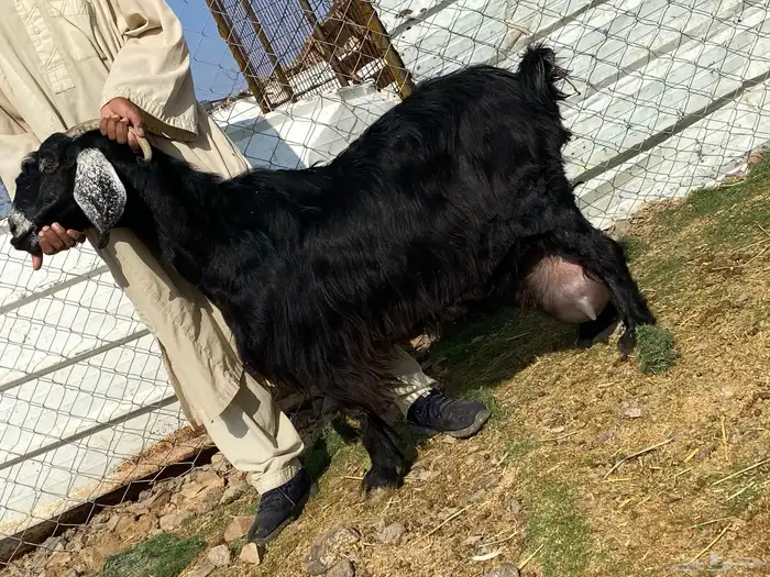 يامدورين الحليب معزا عارضيات حليب وافر شرط 32