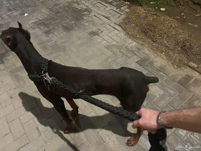 كلب دوبر مان 1