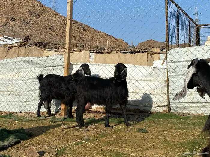 يامدورين الحليب معزا عارضيات حليب وافر شرط 10