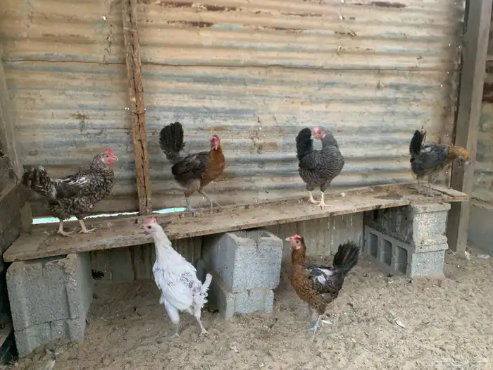 للبيع دجاج 0