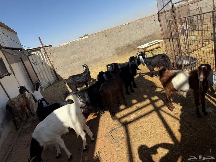 معزاء للبيع العدد 11الولد 2 والباقي مظاريع اظريع توه 0