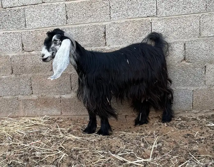 عنز عارضية ثنية 0