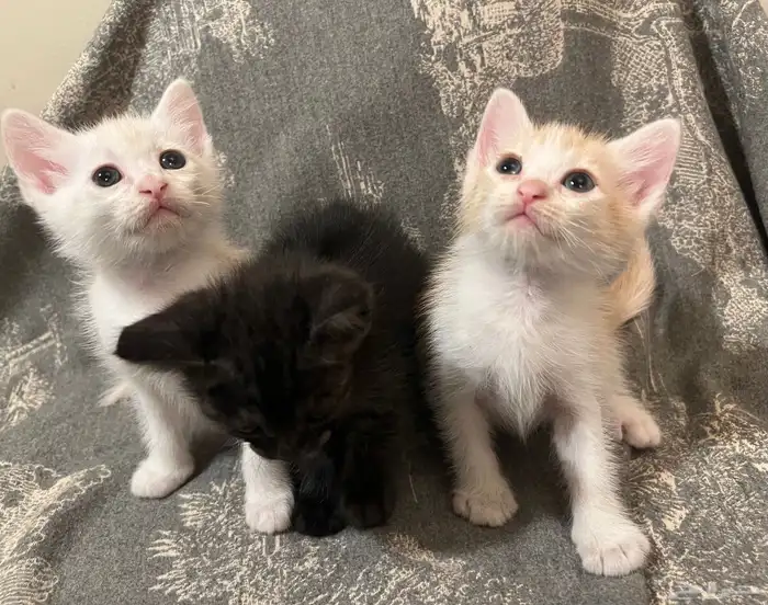 قطط شيرازي هجين برتش للبيع مو للتبني 6