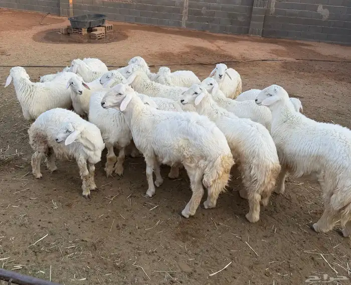 غنم للبيع ( طليان) 1