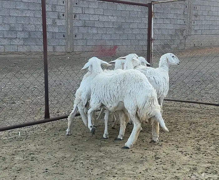 رخال صنف للبيع عدد 5 5