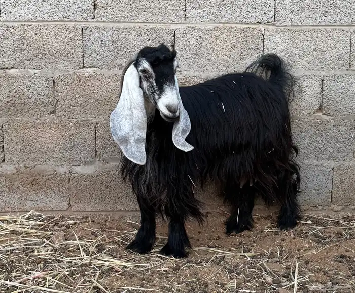 عنز عارضية ثنية 1