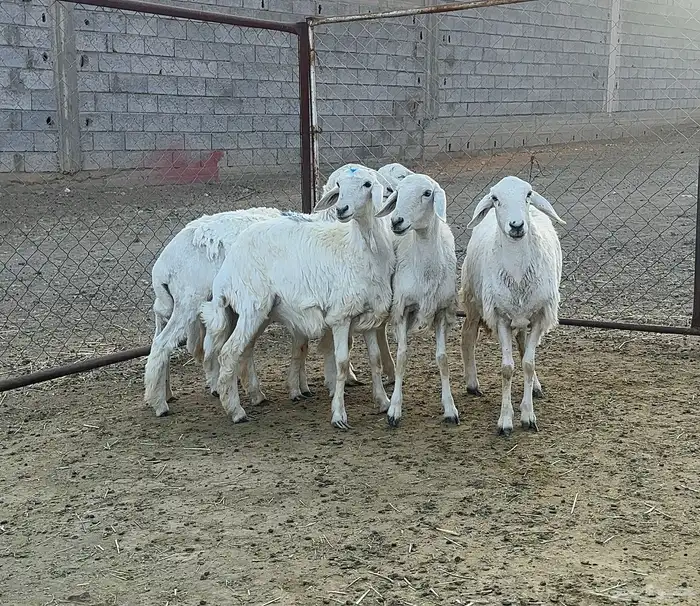 رخال صنف للبيع عدد 5 1