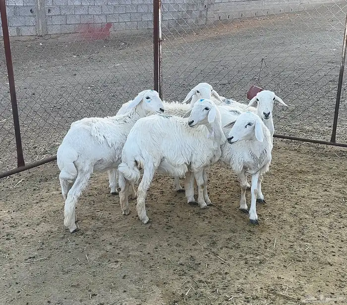 رخال صنف للبيع عدد 5 2