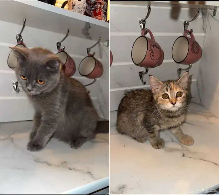 قطط هجين سكوتش ستريت مع شيرازي 0