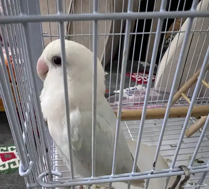 ببغاء أنثى أليف هدد 0