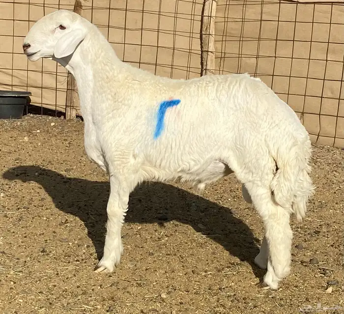 مشاريع فحول صنف الصنف 5