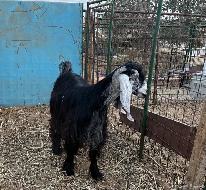 عنز عارضية ثنية 2