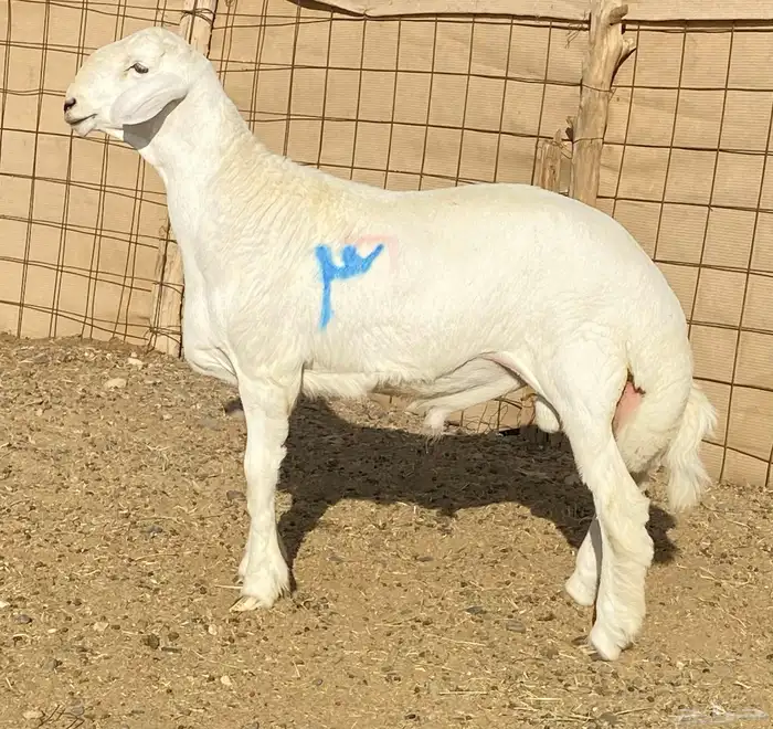 مشاريع فحول صنف الصنف 4