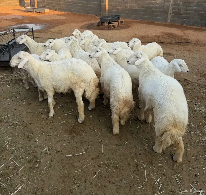 غنم للبيع ( طليان) 0