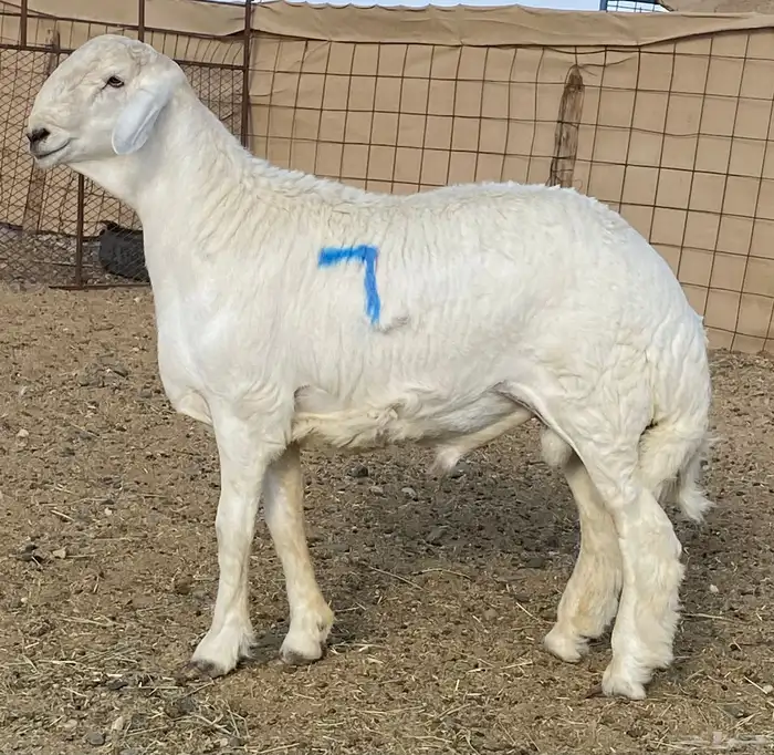 مشاريع فحول صنف الصنف 3