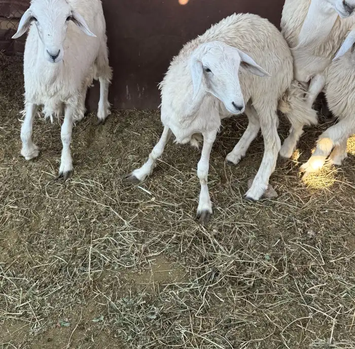 رخال وطليان 1