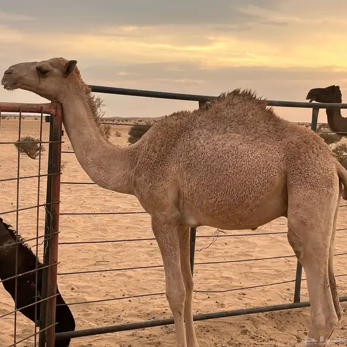 قعدان للبيع 2