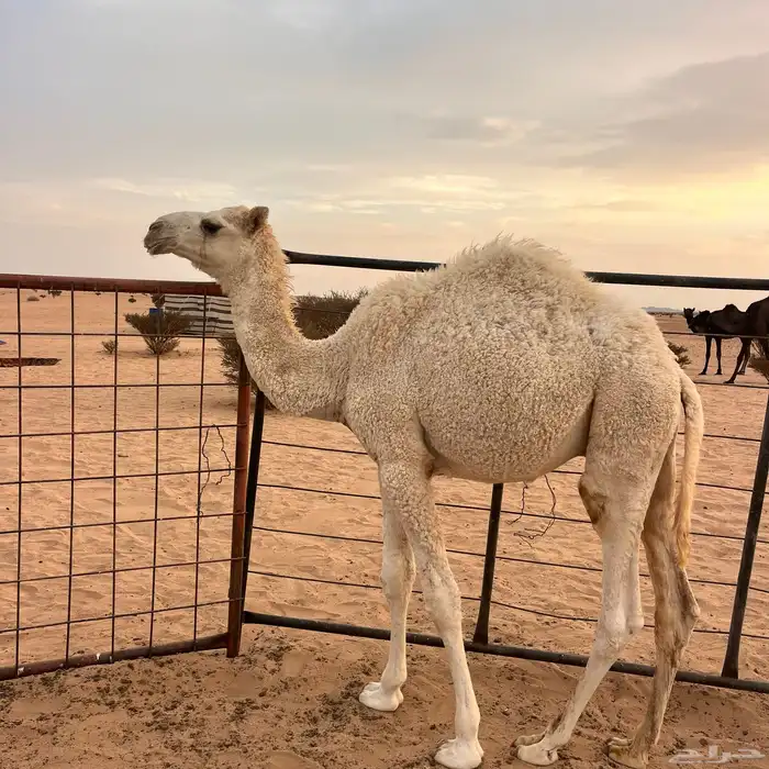 قعدان للبيع 1