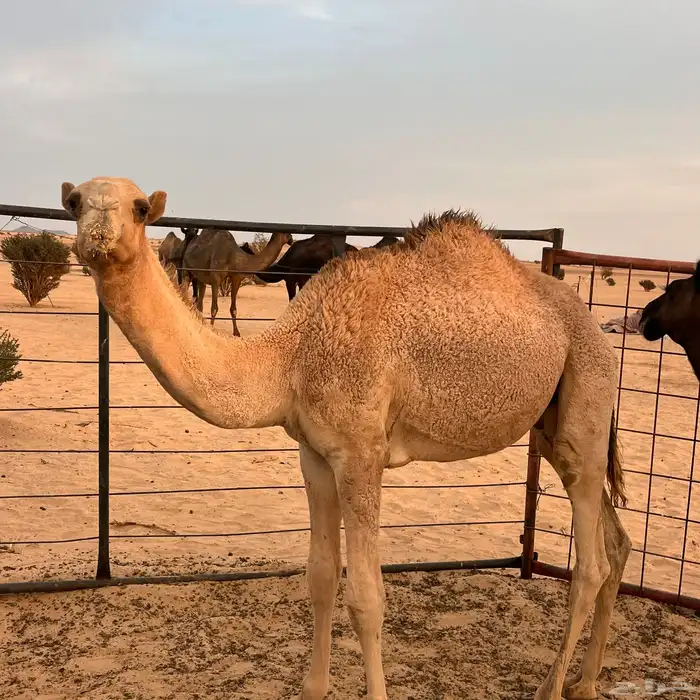 قعدان للبيع 5