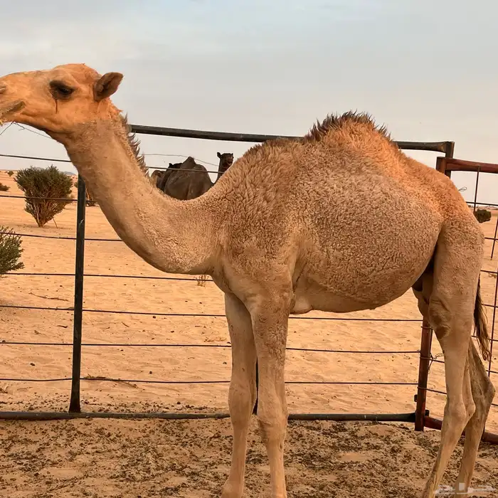 قعدان للبيع 4