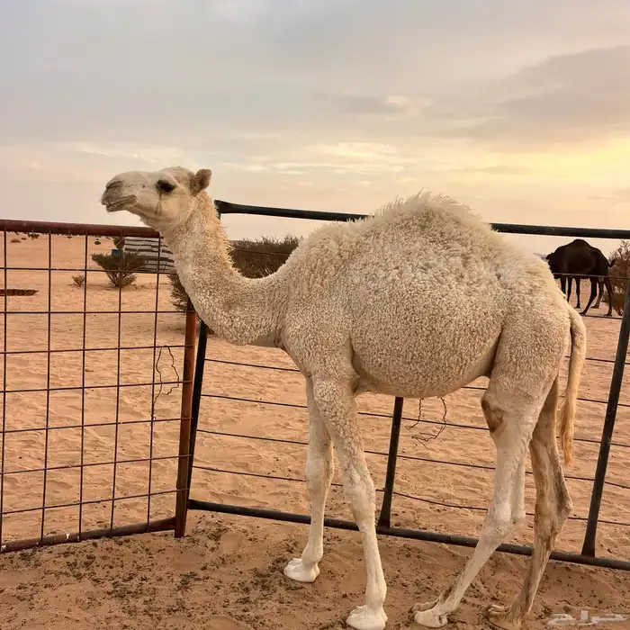 قعدان للبيع 0