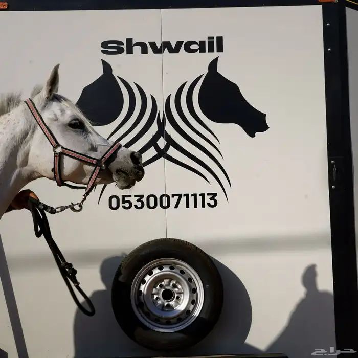 عربة نقل خيل راسين جديده متواجده بالطائف 4