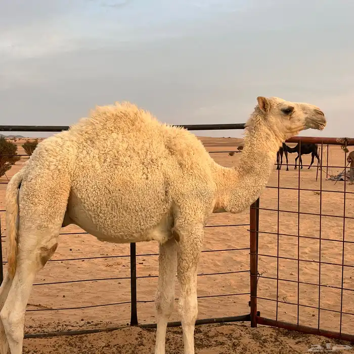 قعدان للبيع 6