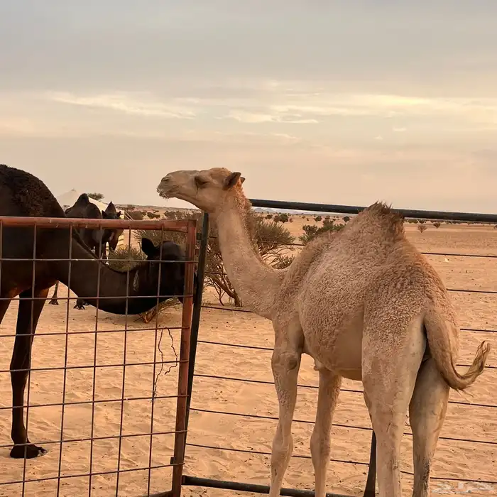 قعدان للبيع 3