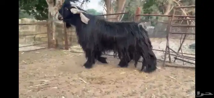 للبيع تيس عارضي صنف 5