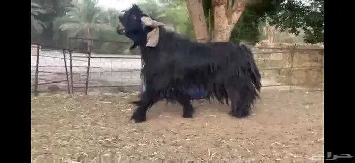 للبيع تيس عارضي صنف 4