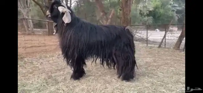 للبيع تيس عارضي صنف 3