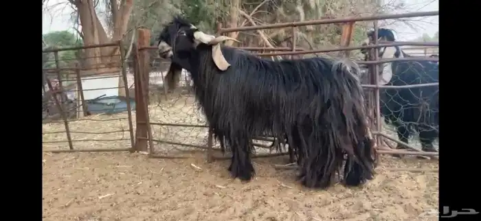 للبيع تيس عارضي صنف 6