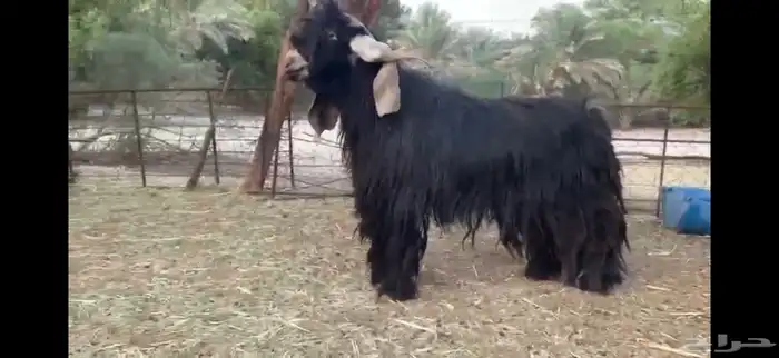 للبيع تيس عارضي صنف 7