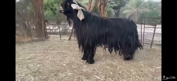 للبيع تيس عارضي صنف 1