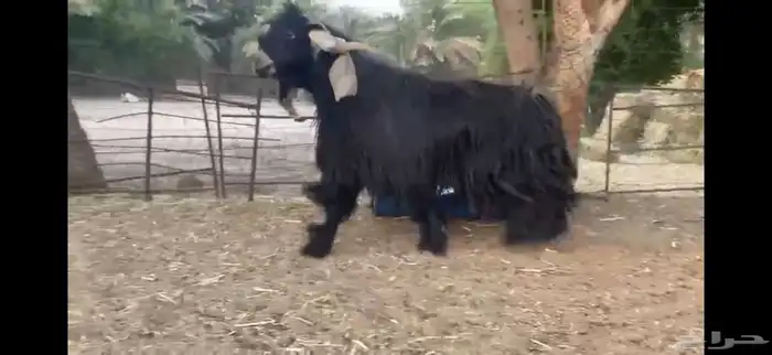 للبيع تيس عارضي صنف 2