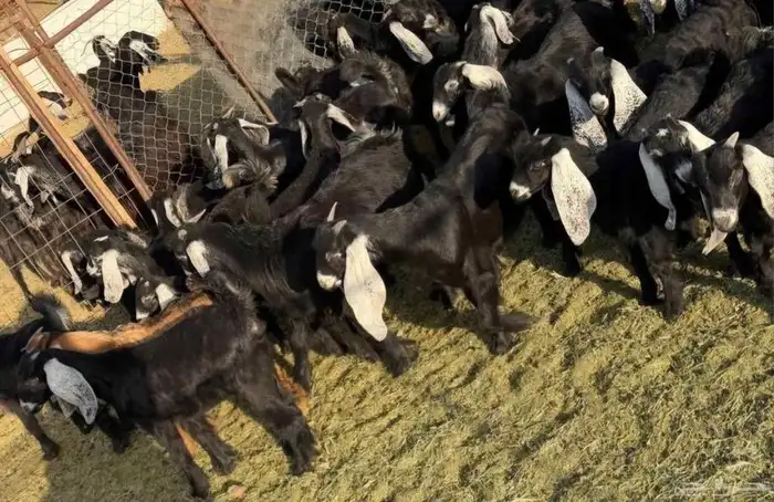 مراح معزا وضان 0