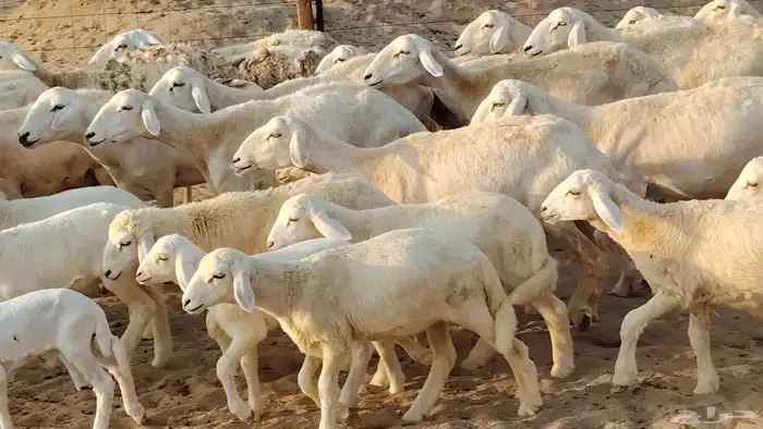 غنم حريه خلفات 22 بالفحل تحتها 21 من 1570 نهائي من شرا يربح 7