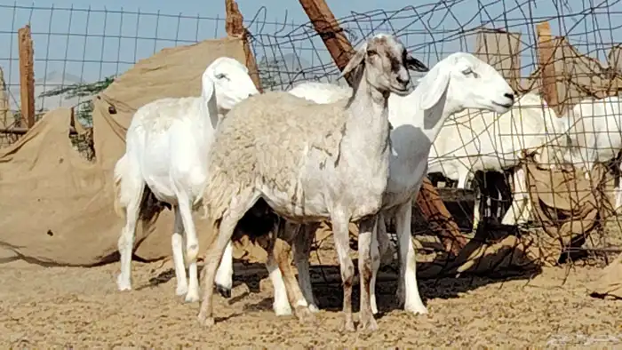 رخال حريات العدد 4 روس 4