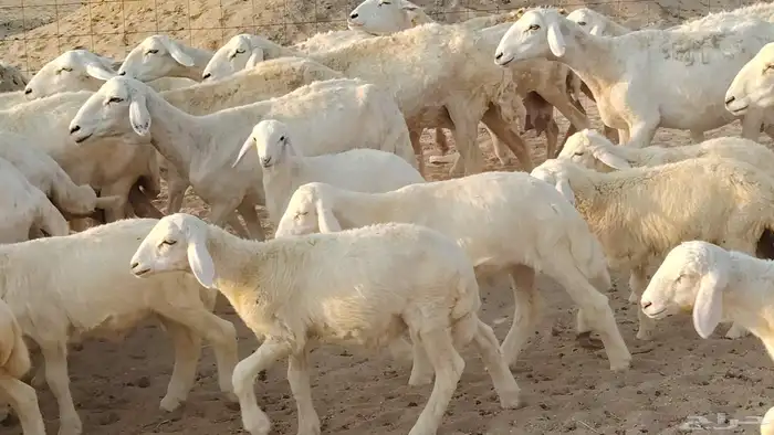 غنم حريه خلفات 22 بالفحل تحتها 21 من 1570 نهائي من شرا يربح 5