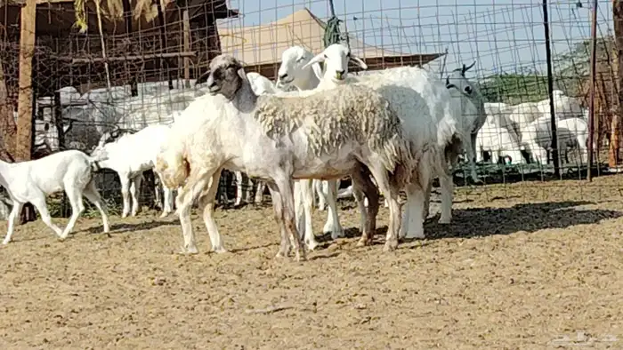 رخال حريات العدد 4 روس 9