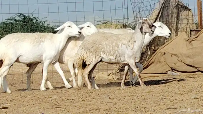 رخال حريات العدد 4 روس 6